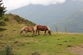 (116) Sur la route d'Iraty